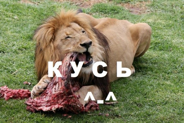 depositphotos_2280937-stock-photo-male-lion-eating.jpg