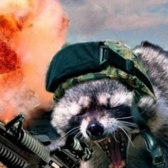 Raccoon_Military