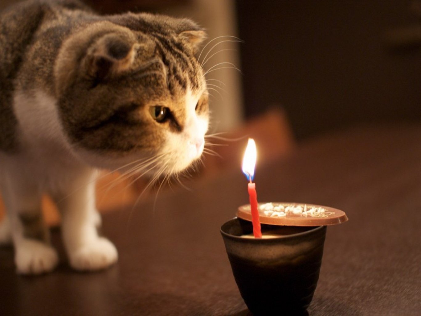 177-1776478_scottish-fold-and-candle-photo-happy-birthday-cat.jpg.1402f333adc92c4334b20c0a2ac93dc6.jpg