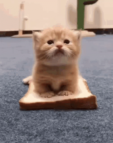 kitty-cute.gif.9244f72653f26b6f25c6ea961a8ab3f2.gif